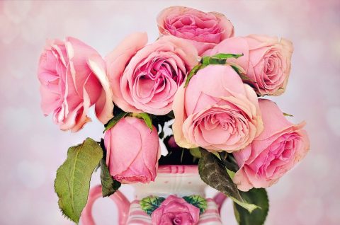 How to Choose Fresh Roses