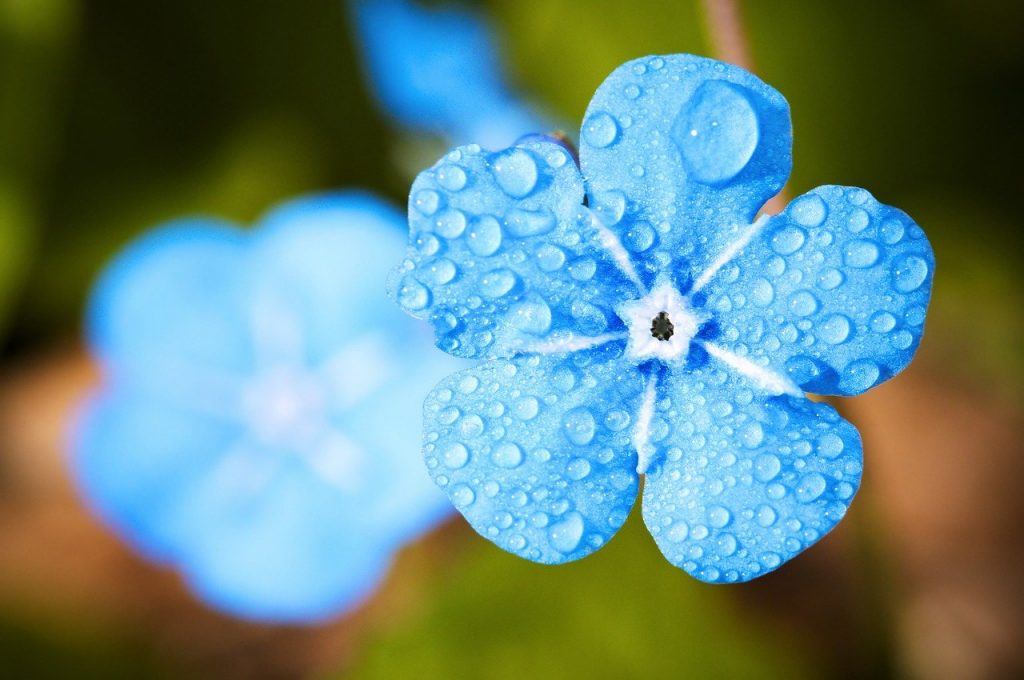 Types flowers